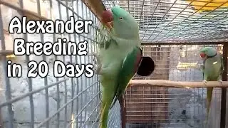Alexander Breeding in 20 Days | Alexander  Breeding Progress Urdu/Hindi