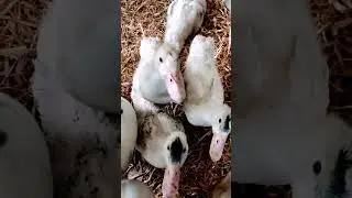 [Day 38] Aim The Camara! - Muscovy Ducks&lsquo; Behavior #tassimmo #muscovyduck #duckling