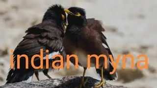 The myna is a bird belonging to the Sturnidae (Starling) family