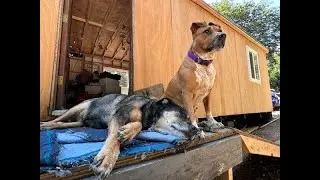 New Pack Member Introduction to the Single Wide Mobile Homestead !!