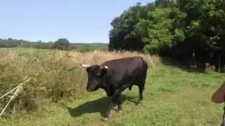 Cow tipping