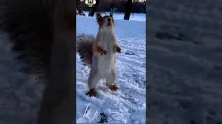 गिलहरी सबसे फुर्तीली होती है😱#facts #shortsfeed #squirel #animals #run #viralshorts #trending