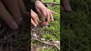 23.08.2022 #porcini #mushroomhunting #boletusedulis #белыйгриб #боровик #skyforest1
