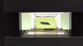Guided and magnetic self-assembly of tunable magnetoceptive gels - Movie 2
