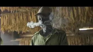 Tobacco Farms in Cuba
