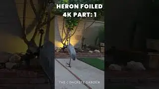 Heron Chronicles Part 5: FULL VIDEO in 4K