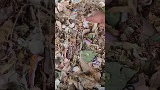 ০ টাকা খরচে বাগান বানালাম 😱 | Zero Rupees Gardening Hack 🌱