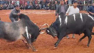 satya vs pring//pra wa dung.