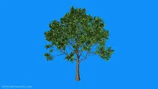 Tree in wind blue screen video
