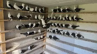 صورنالكم الشعل بسود🐧والبلابل أكيد🐦‍⬛والحمر 🦜وشلون تخلص من جرذان🐀وتحشيش وقصف 🌵اصرف فكريات
