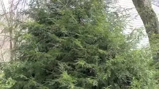 hemlock trees