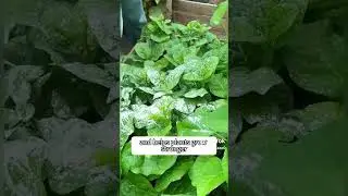 plant Care: the magic in quick lime powder on soil #viral #garden #shorts #plantadvice #gardening