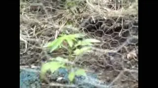 weed growing outdoors in ireland part 2