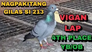 PIGEON RACE ARRIVAL FROM VIGAN LAP NDR 2025! PWESTO SI 213 GALING MO! KASO BUTAS NA SYA!