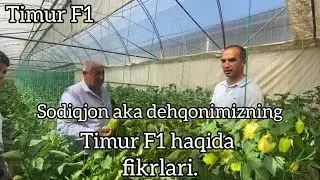 Содиқжон ака деҳқонимизнинг Тимур Ф1 ҳақида фикрлари. Соҳибкор, Бухоро.