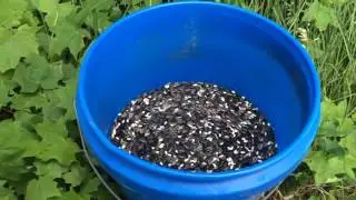 Chipmunk Bucket Trap