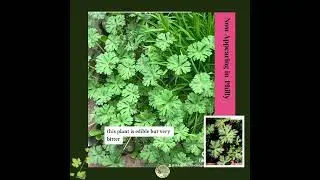 Foraging for Carolina cranesbill geranium