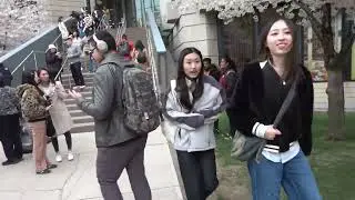 Cherry Blossoms 2025 Robarts Library