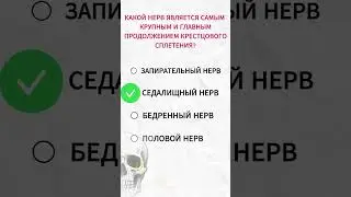 Крупный нерв крестцового сплетения