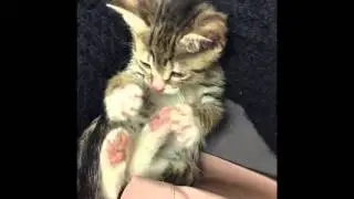 Meow Monday Kittens