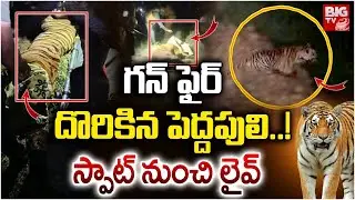 Tiger Hulchul In East Godavari District | దొరికిన పెద్దపులి | Tiger Found | BIG TV