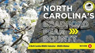 North Carolina Bradford Pear Bounty Program - North Carolina Wildlife Federation