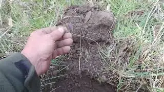 Detecting in the long grass on old stock route.