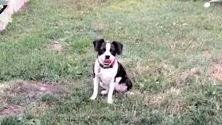 Dog Catches Ball 1st Time