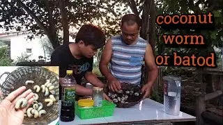 Eating Coconut Worm or Uod,  Batod