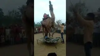 #dance #camel