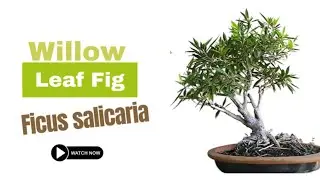 Willow Leaf Fig | Ficus salicaria | Types of Ficus Plants