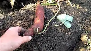 Батат сорта Пурпл (Purple Sweet Potato) .Огромный урожай с 1 куста.Трудности выкапывания окупаются.