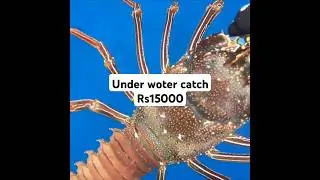 #srilanka sea life sri lanka under sea #RS15000