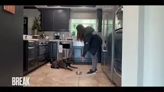 Pit Bull Training | George | Los Angeles, CA