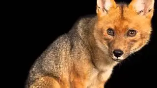 Especies emblemáticas de Quito