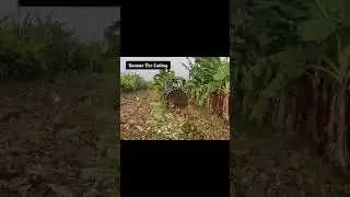Banana Tree Cutting Machine | Banana Chopper | Banana Tree Mulcher Machine | Shorts