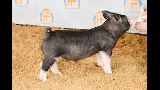 HF Genetics 98-1 BB