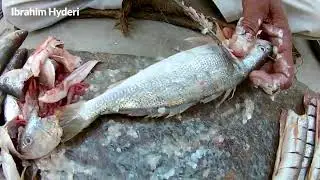 Croaker Fish Cutting | Mushka Machli | Ibrahim Hyderi