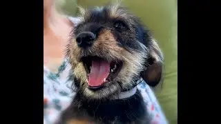 Brady Bunch Adoption Movie! TracysPawsRescue Saving dogs in south Texas & along the border of Mexico