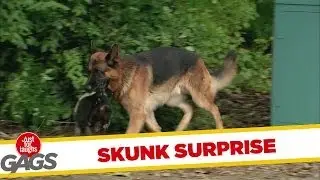 Dog Fetches Back Smelly Surprise
