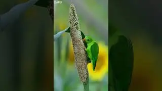 Vernal Hanging Parrot feeding on Pearl Millets... पिचू पोपट आणि बाजरीचं कणीस, Pune, MH