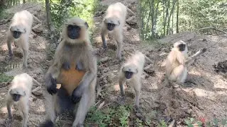 Meeting the Real Hanuman Langurs: Incredible Wildlife Encounter in India 🇮🇳🐒🌿🫂