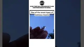 One of the rarest types of luminous insects🧐                   #insect #larva #light #how_it_work_99