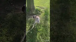 Papa Pug and the Rex Factor on the road Rant