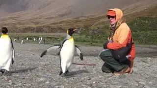 Carole Gobeil and her King Penguin encounter in South Georgia