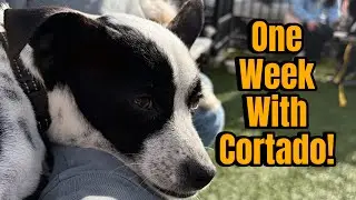 One week with my rescue dog Cortado!