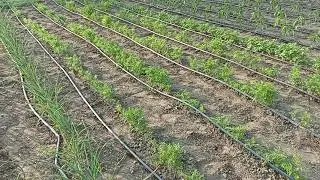 Csepegtető rendszer beüzemelés