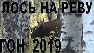 Лось на реву