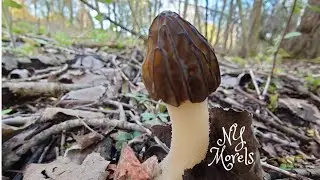 HALF-FREE MORELS IN NY, 2023