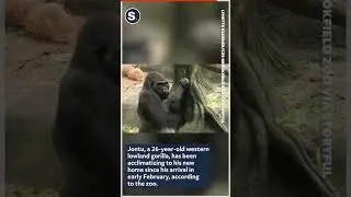 Zoo Welcomes New Silverback Gorilla
